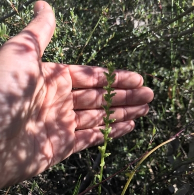 Microtis sp. (Onion Orchid) at Aranda Bushland - 6 Dec 2020 by MattFox