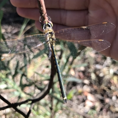 Hemicordulia tau (Tau Emerald) at Holt, ACT - 6 Dec 2020 by MattFox