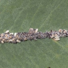 Coccoidea (superfamily) (Mealy bug or scale insect) at O'Malley, ACT - 30 Nov 2020 by AlisonMilton