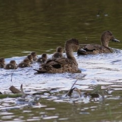 Anas gracilis (Grey Teal) at Wodonga - 5 Dec 2020 by Kyliegw