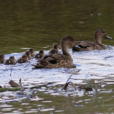 Anas gracilis (Grey Teal) at Wodonga Regional Park - 5 Dec 2020 by Kyliegw