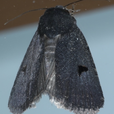 Thoracolopha sp. (6) (MoV, Part 9) (A Noctuid moth (Acronictinae)) at Ainslie, ACT - 3 Dec 2020 by jb2602