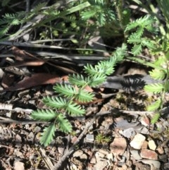 Acaena echinata (Sheeps Burr) at Holt, ACT - 6 Dec 2020 by MattFox