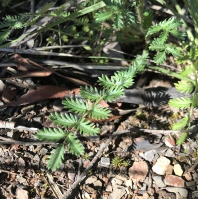 Acaena echinata (Sheeps Burr) at Aranda Bushland - 6 Dec 2020 by MattFox