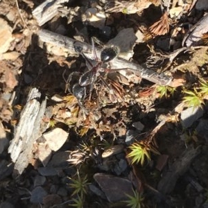 Camponotus intrepidus at Aranda, ACT - 6 Dec 2020