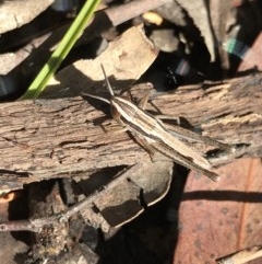 Macrotona australis (Common Macrotona Grasshopper) at Holt, ACT - 6 Dec 2020 by MattFox