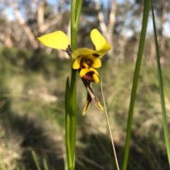 Diuris sulphurea (Tiger Orchid) at Mount Majura - 14 Oct 2020 by Louisab