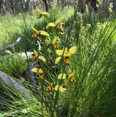 Diuris sulphurea (Tiger Orchid) at Mount Majura - 5 Nov 2020 by Louisab