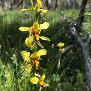 Diuris sulphurea at Hackett, ACT - 6 Nov 2020