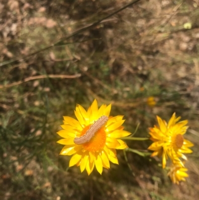 Noctuidae unclassified IMMATURE moth (Immature Noctuidae Moth) at Mount Majura - 5 Dec 2020 by Louisab