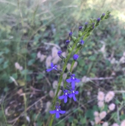 Lobelia browniana at Mount Majura - 5 Dec 2020 by Louisab