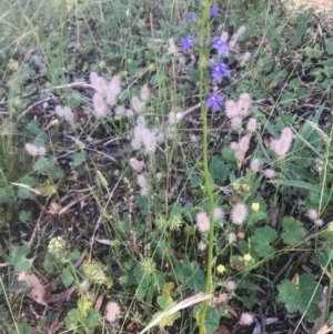 Lobelia browniana at Hackett, ACT - 5 Dec 2020