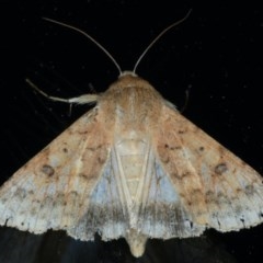 Helicoverpa armigera (Cotton bollworm, Corn earworm) at Ainslie, ACT - 3 Dec 2020 by jb2602