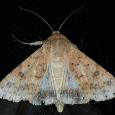 Helicoverpa armigera (Cotton bollworm, Corn earworm) at Ainslie, ACT - 3 Dec 2020 by jb2602