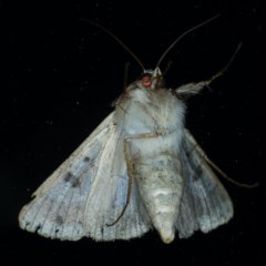 Helicoverpa armigera at Ainslie, ACT - 3 Dec 2020