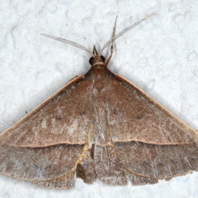 Epidesmia chilonaria (Golden-winged Epidesmia) at Ainslie, ACT - 3 Dec 2020 by jb2602