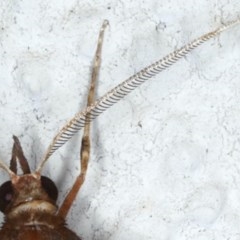 Epidesmia chilonaria at Ainslie, ACT - 3 Dec 2020