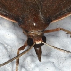 Epidesmia chilonaria at Ainslie, ACT - 3 Dec 2020