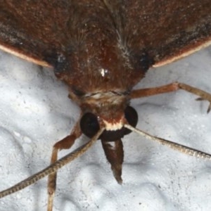 Epidesmia chilonaria at Ainslie, ACT - 3 Dec 2020