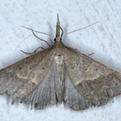 Epidesmia hypenaria (Long-nosed Epidesmia) at Ainslie, ACT - 4 Dec 2020 by jb2602