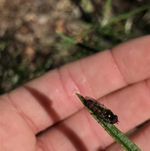 Syrphini sp. (tribe) at Holt, ACT - 6 Dec 2020