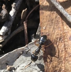 Camponotus claripes (Pale-legged sugar ant) at Holt, ACT - 6 Dec 2020 by MattFox