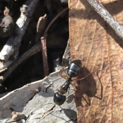 Camponotus claripes (Pale-legged sugar ant) at Aranda Bushland - 6 Dec 2020 by MattFox