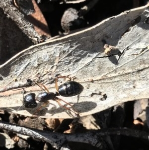 Camponotus claripes at Holt, ACT - 6 Dec 2020