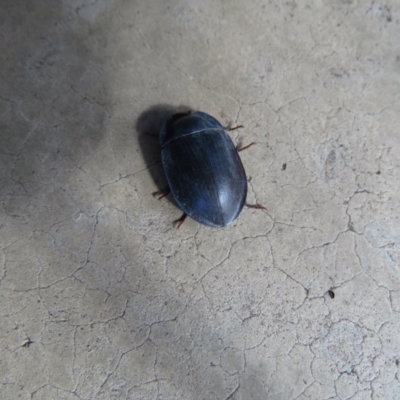 Pterohelaeus planus (Pie dish beetle) at Wanniassa, ACT - 6 Dec 2020 by SandraH