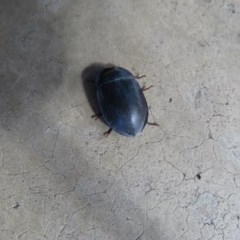 Pterohelaeus sp. (genus) (Pie-dish beetle) at Wanniassa, ACT - 6 Dec 2020 by SandraH