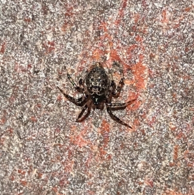 Euryopis sp. (genus) (An ant eating spider) at Aranda, ACT - 6 Dec 2020 by MattFox