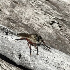 Zosteria sp. (genus) (Common brown robber fly) at Aranda Bushland - 5 Dec 2020 by MattFox