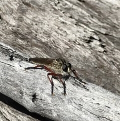 Zosteria sp. (genus) (Common brown robber fly) at Aranda Bushland - 6 Dec 2020 by MattFox