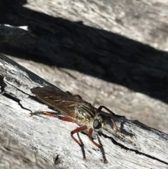 Zosteria sp. (genus) at Holt, ACT - 6 Dec 2020