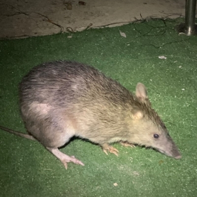 Perameles nasuta (Long-nosed Bandicoot) at Wapengo, NSW - 5 Dec 2020 by trevsci