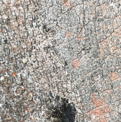 Cleogonini sp. (tribe) (Weevil) at Aranda Bushland - 6 Dec 2020 by MattFox