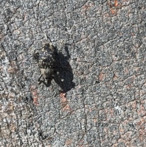 Cleogonini sp. (tribe) at Holt, ACT - 6 Dec 2020