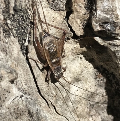 Eurepa marginipennis (Mottled bush cricket) at Aranda Bushland - 5 Dec 2020 by MattFox