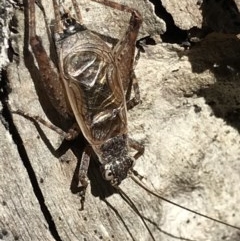 Eurepa marginipennis at Holt, ACT - 6 Dec 2020