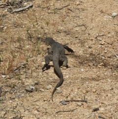 Varanus rosenbergi (Heath or Rosenberg's Monitor) at Namadgi National Park - 6 Dec 2020 by Canberragal