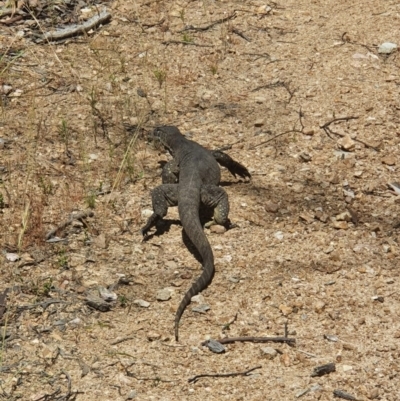 Varanus rosenbergi (Heath or Rosenberg's Monitor) at Booth, ACT - 6 Dec 2020 by Canberragal