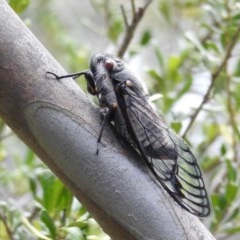 Psaltoda moerens (Redeye cicada) at Kambah, ACT - 6 Dec 2020 by HelenCross