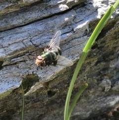 Rutilia (Chrysorutilia) sp. (genus & subgenus) (A Bristle Fly) at Holt, ACT - 6 Dec 2020 by MattFox