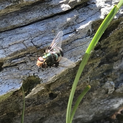 Rutilia (Chrysorutilia) sp. (genus & subgenus) (A Bristle Fly) at Aranda Bushland - 6 Dec 2020 by MattFox