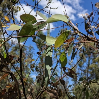 Tropidoderus childrenii (Children's stick-insect) at Hughes, ACT - 6 Dec 2020 by JackyF