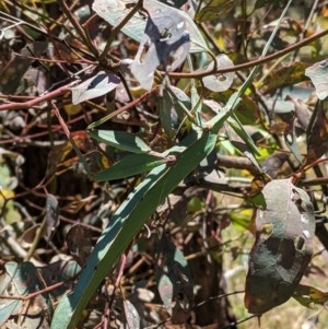 Tropidoderus childrenii at Hughes, ACT - suppressed