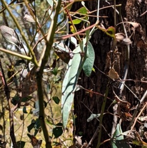 Tropidoderus childrenii at Hughes, ACT - suppressed