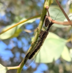 Mantispidae (family) at Hughes, ACT - 6 Dec 2020