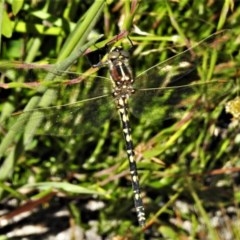 Synthemis eustalacta (Swamp Tigertail) at Rendezvous Creek, ACT - 2 Dec 2020 by JohnBundock