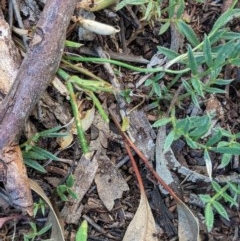 Swainsona sericea (Silky Swainson-Pea) at Federal Golf Course - 6 Dec 2020 by JackyF